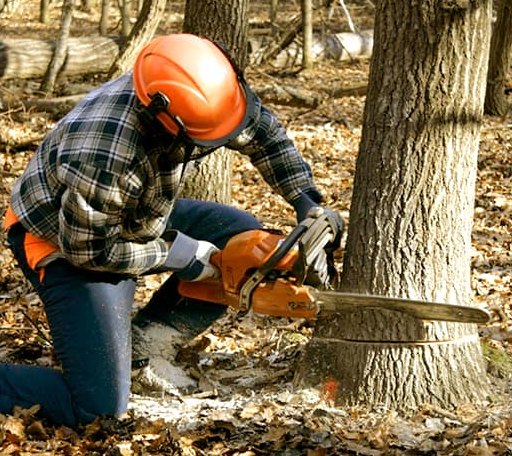 Tree Removal in Denhoff, ND